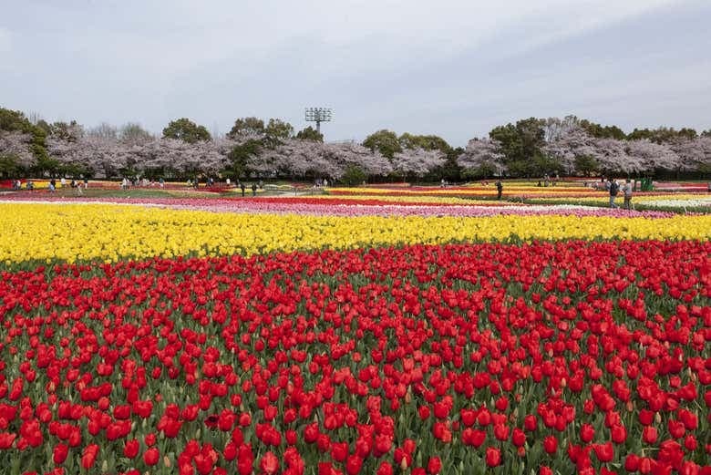 Kintetsu Rail Pass - photo 3